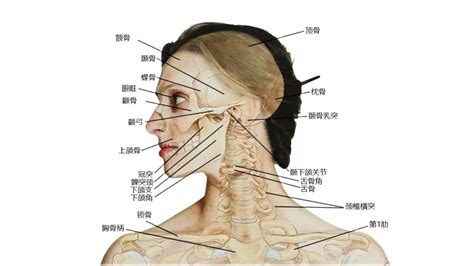 脖子下面的骨頭|脖子下面的骨头叫什么